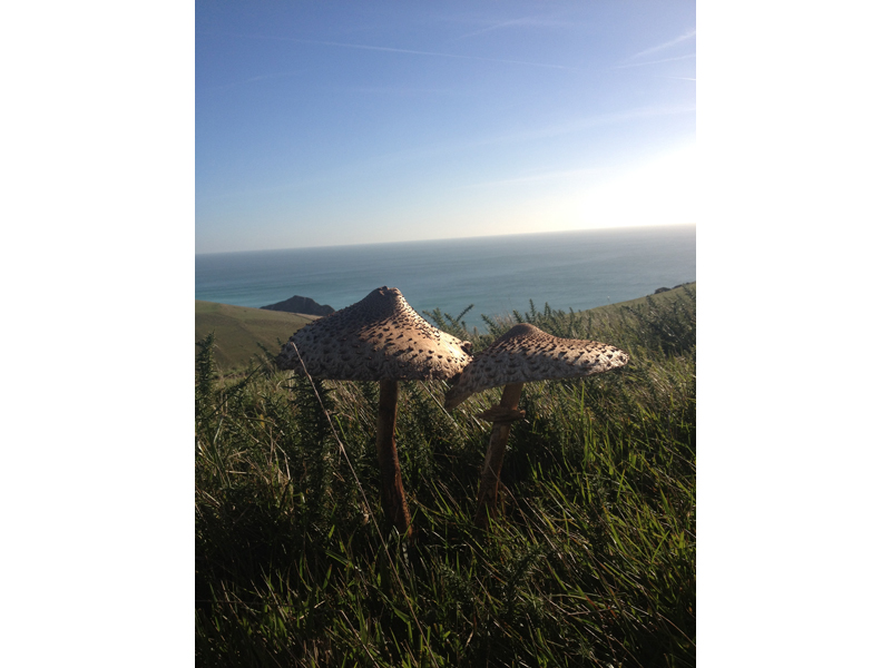 parasol mushrooms found on a holiday walk from The Pink House Lulworth 