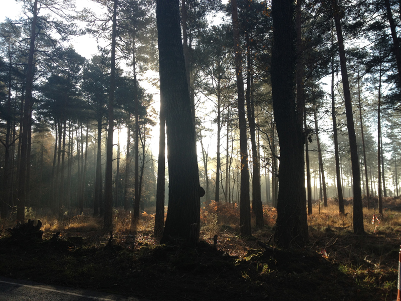 early morning mist in Wareham Forest by The Pink House Lulworth 