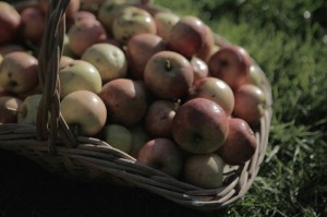 last of the apple harvest at The Pink House Lulworth