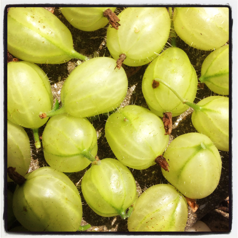 first-of-the-summer-season-gooseberries-from-The-Pink-House-Lulworth-Dorset