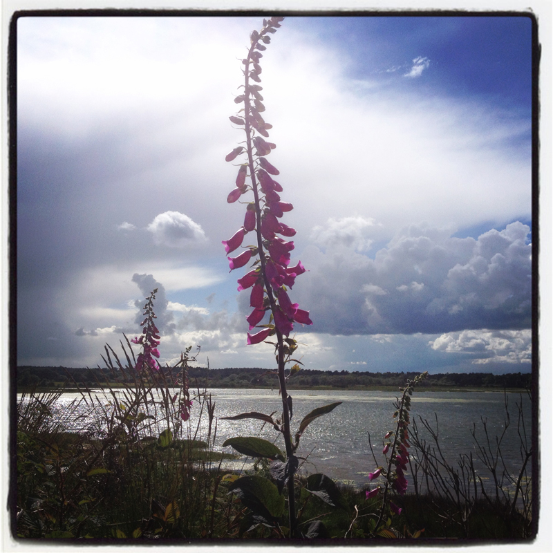 foxgloves-by-the-seaside-summer-wild-flowers-dorset-holidays-where-coast-meets-country-by-The-Pink-House-Lulworth