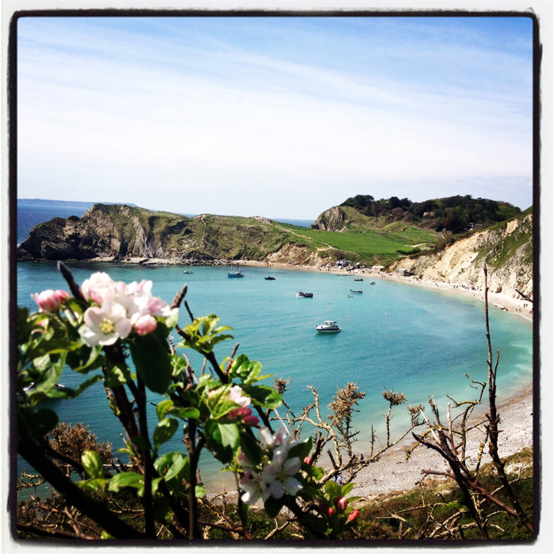 walking-from-The-Pink-House-Lulworth-we-caught-the-last-of-the-wild-apple-blossom-on-the-cliffs-above-the-Cove