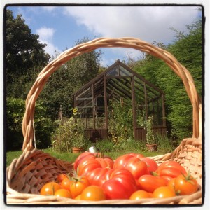 tomatoes from the greenhouse of The Pink House Lulworth