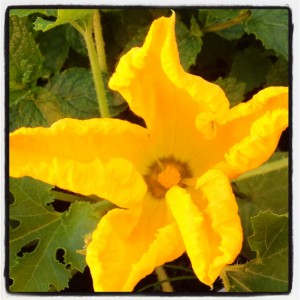 courgette flowers in the vintage greenhouse at The Pink House Lulworth