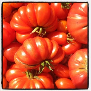 organic tomato harvest from the vintage greenhouse of The Pink House Lulworth