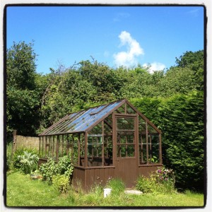 vintage cedar wood greenhouse at The Pink House Lulworth