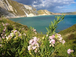 wild sweet peas growing at Mupe Bay Dorset by The Pink house Lulworth