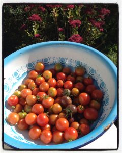 tomatoes from the garden of The Pink House Lulworth